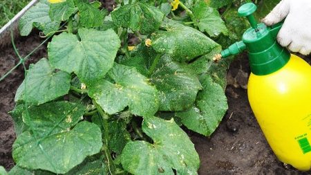 foliar top dressing ng mga pipino sa isang greenhouse