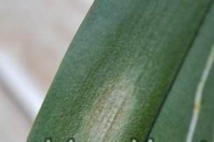 Anthracnose orchideeën