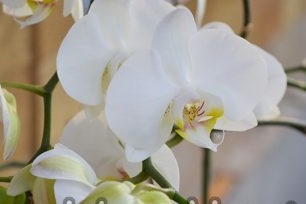 orchidee thuis