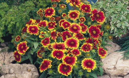 Kenmerken van Gaillardia