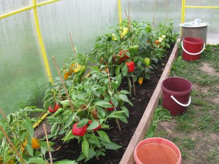 Ang Pepper ay nagbubunga ng prutas sa greenhouse