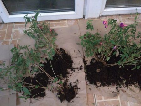 Fuchsia transplant