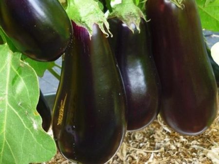 Aubergine frukt