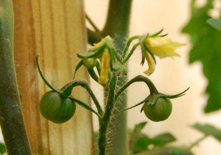 prachtige eierstokken van tomaten