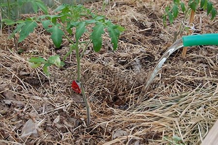 tomaten water geven