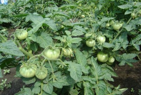 Groene tomaten