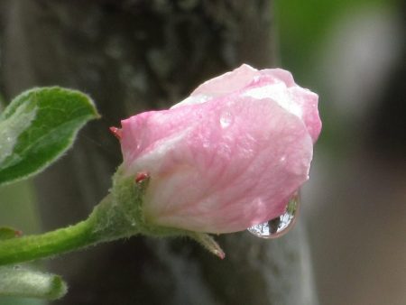 Verwerking tijdens het pinken van knoppen