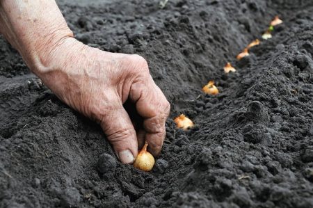 Å plante løk