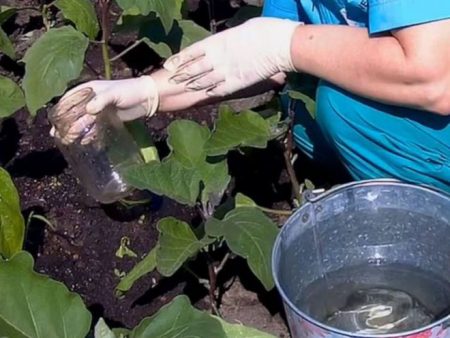 Water gevende aubergine