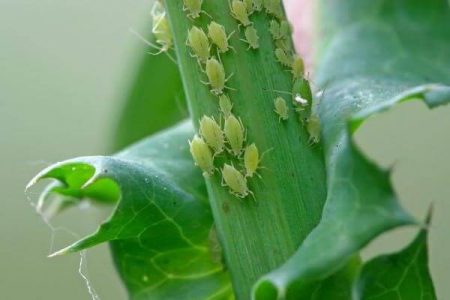 aphids