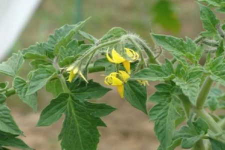 Tomatenbloemen