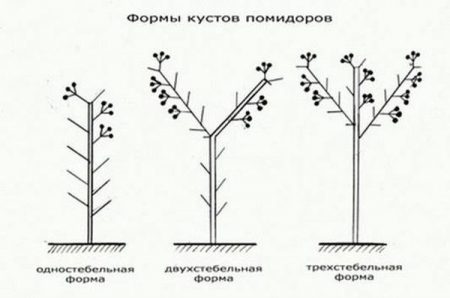 tomatdannelse