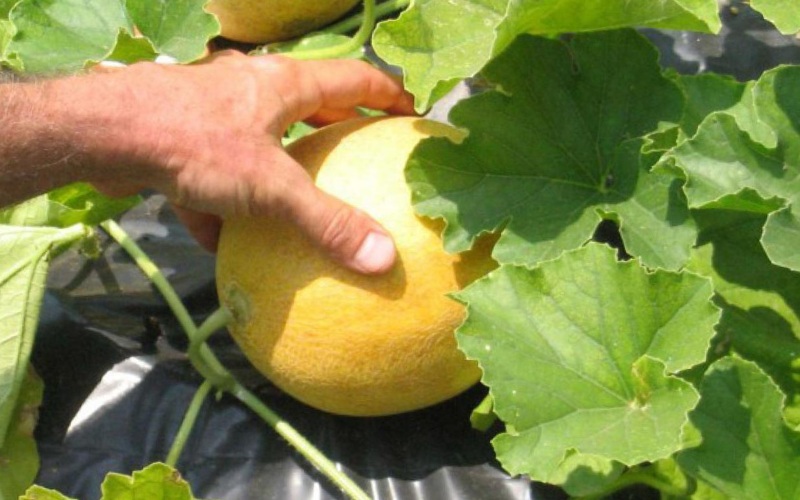 Meloen in de tuin