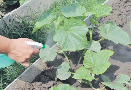 Foliar top dressing ng mga pipino