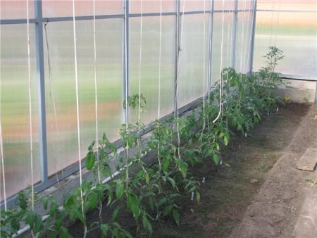 Mga kamatis sa greenhouse