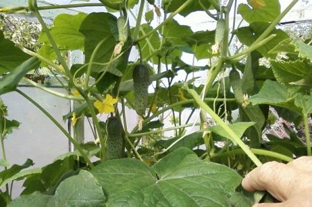 mga pipino sa greenhouse