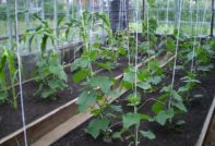 Mga pipino sa greenhouse