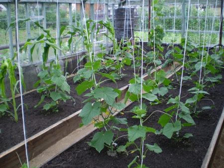 mga pipino sa greenhouse