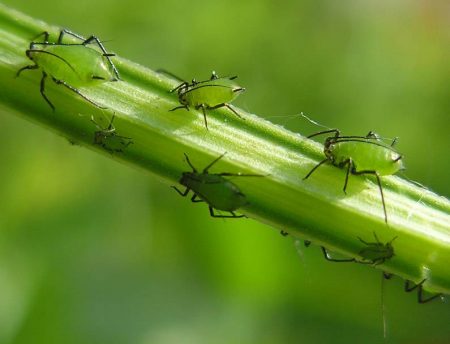 Green aphid