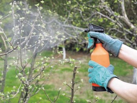 Behandeling tijdens de groene nierkegel