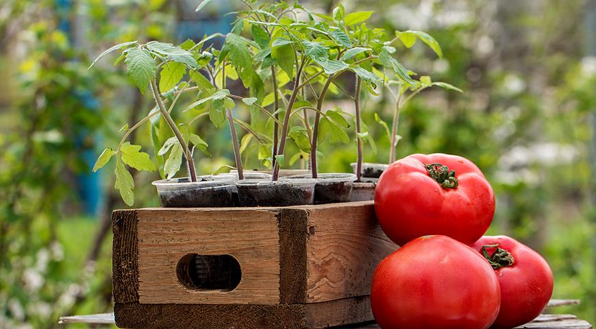 Tomatplanter