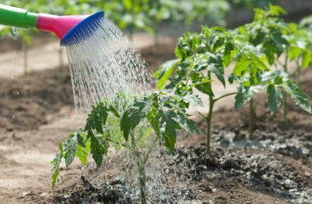 Tomaten water geven