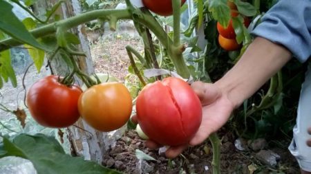 Mga kamatis sa greenhouse