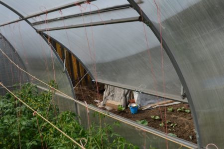 Greenhouse na may mga gulay