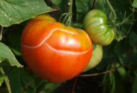 Tomates concassées