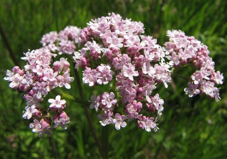 valerian