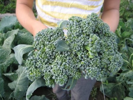 broccoli in de handen