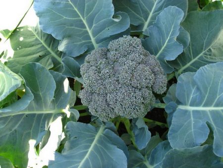 kop broccoli