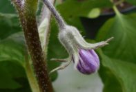 aubergine bloem