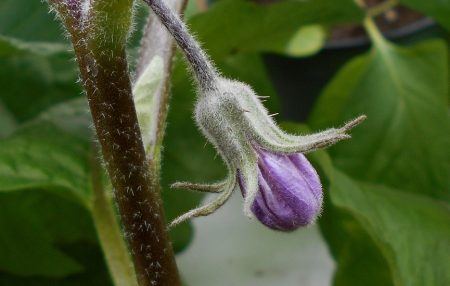 aubergine blomst