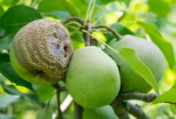 Peren rotten op een boom