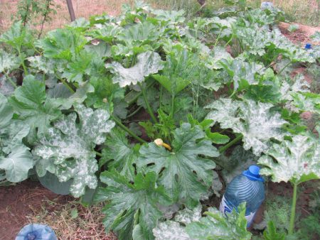 zucchini bush