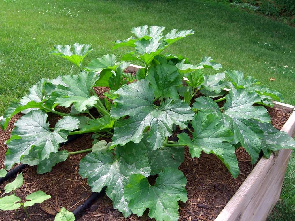 zucchini bush