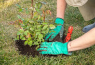 rozen planten