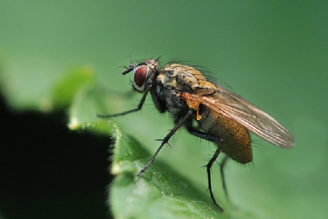 Fly på kål