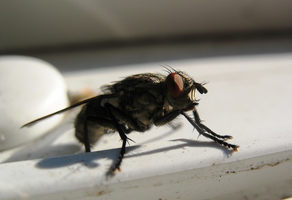 Fly i hønsehuset