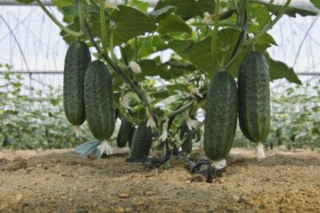 Pag-aalaga ng Cucumber