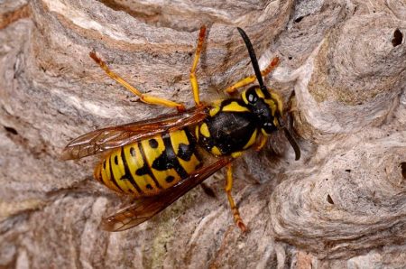 photo wasp