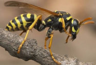 Wasp