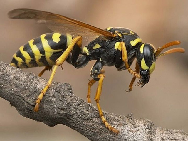 Wasp