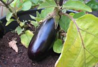 rijpe aubergine