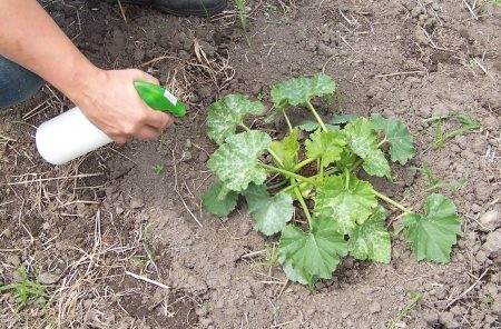 sprøyting av zucchini