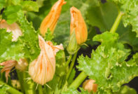 zucchini blomster