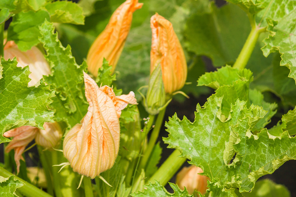 courgettebloemen