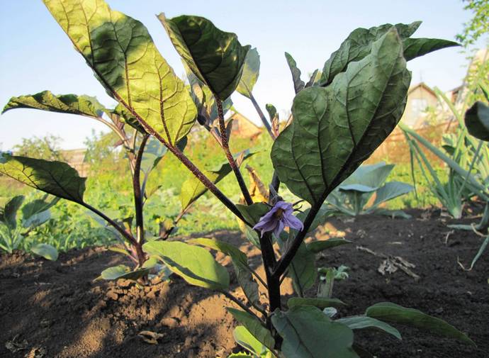 aubergine blomstrer