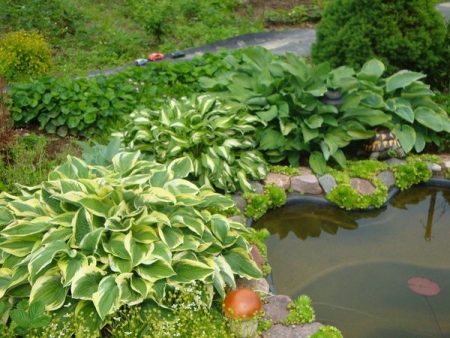 planten in de buurt van de vijver